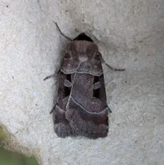 Collared Dart thumbnail 1