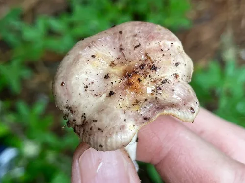 Russula sapinea
