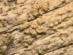Pycnora sorophora thumbnail 3