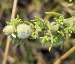 Rhopalomyia gemmaria thumbnail 3