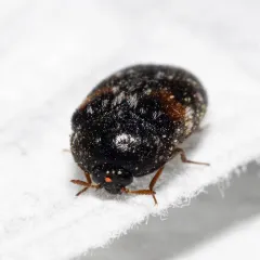 Trogoderma simplex thumbnail 3