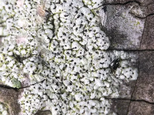 Minutoexcipula mariana