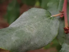Erysiphe sydowiana thumbnail 4