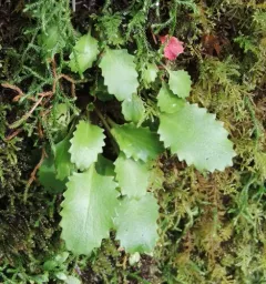 Marshall's saxifrage thumbnail 4