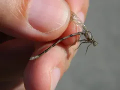 Vernal Bluet thumbnail 2