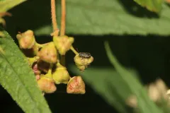 Pachybrachis peccans thumbnail 4