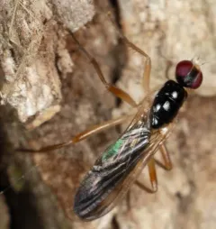 Cordilura munda thumbnail 2