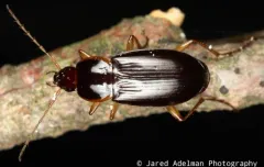 Calathus gregarius thumbnail 3