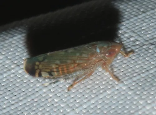 Osbornellus unicolor