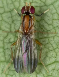 Clusiodes johnsoni thumbnail 1