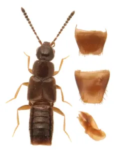 Philhygra palustris thumbnail 2