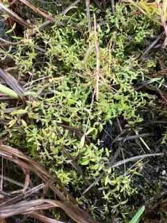 Fleshy Stitchwort thumbnail 3
