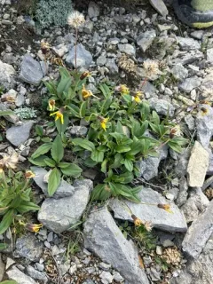 Lake Louise Arnica thumbnail 3