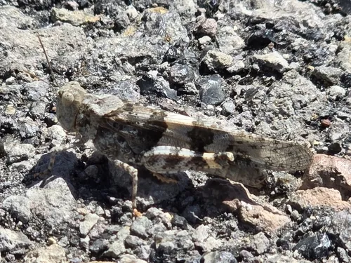 Geyser Grasshopper