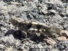 Geyser Grasshopper thumbnail 1