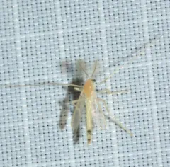 Stenochironomus macateei thumbnail 3