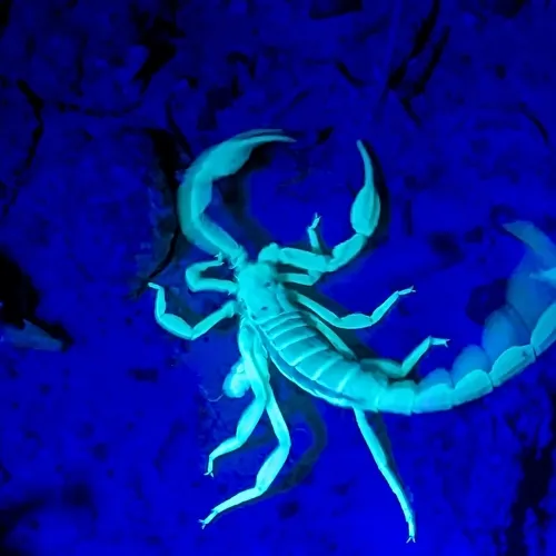 Northern Scorpion