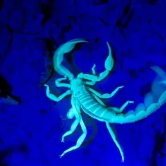 Northern Scorpion thumbnail 1