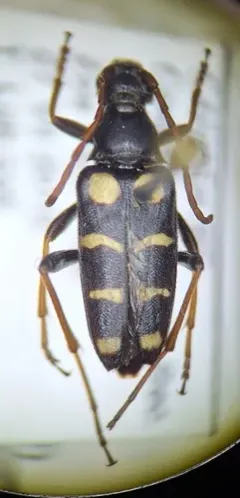 Stenostrophia amabilis thumbnail 2