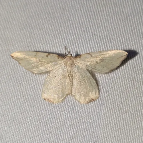 Eurhinosea flavaria