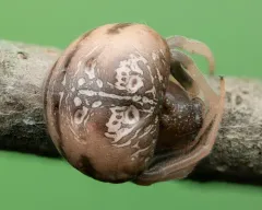 Mastophora stowei thumbnail 2