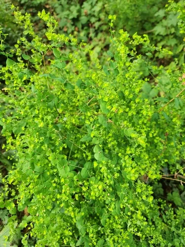 Upright Spurge