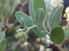 Del Norte manzanita thumbnail 1