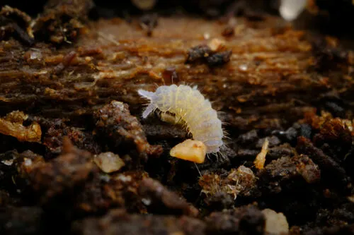 Deutonura frigida