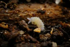 Deutonura frigida thumbnail 1