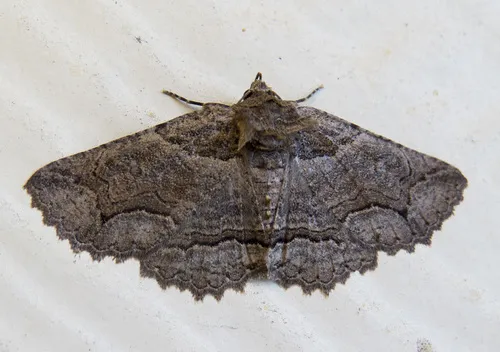 Bramble Zale Moth
