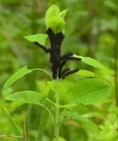New England Buckmoth thumbnail 2