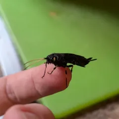 White-horned Horntail thumbnail 4
