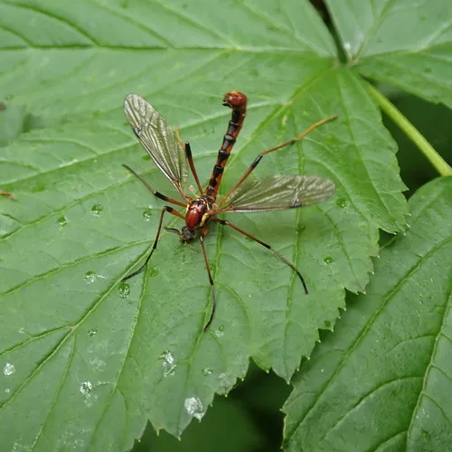 Tiger Cranefly