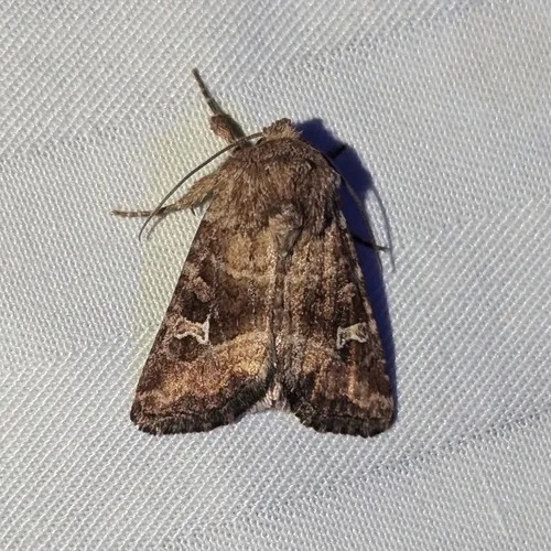 Brown Arches Moth