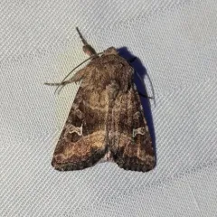 Brown Arches Moth thumbnail 1