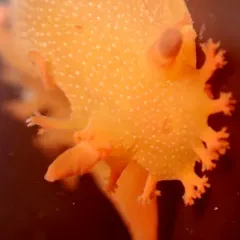 Spotted Dorid thumbnail 4