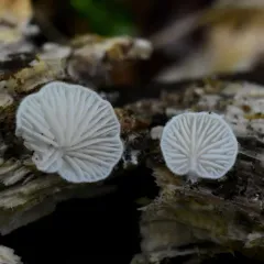 Clitopilus baronii thumbnail 1