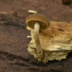 Simocybe serrulata thumbnail 3