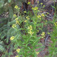 wormseed wallflower thumbnail 2