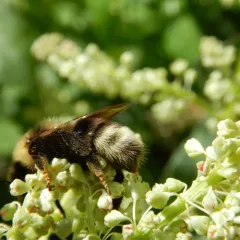 Ashton's Cuckoo Bumble Bee thumbnail 1