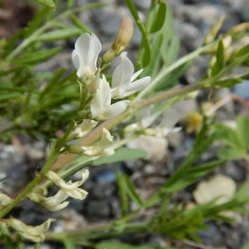 Loose-flower Milkvetch