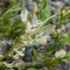 Loose-flower Milkvetch thumbnail 1