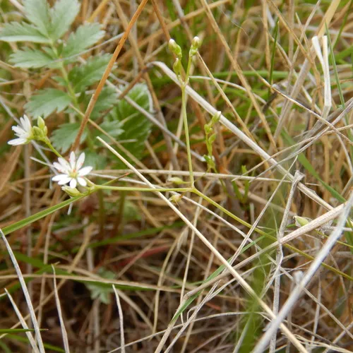 long-leaved starwort