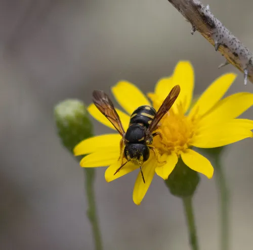 Northern Rotund-Resin Bee