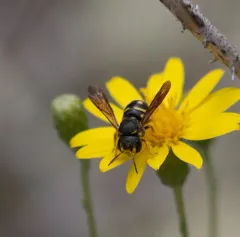 Northern Rotund-Resin Bee thumbnail 1