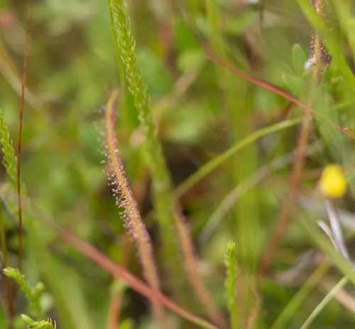Thread-leaved Sundew