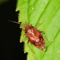 Lygus rubroclarus thumbnail 4