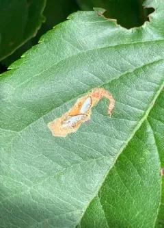 Appleleaf Trumpet Miner thumbnail 4