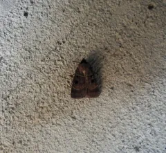 Collared Dart thumbnail 3