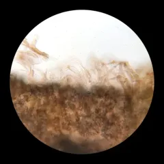 Blushing Wood Mushroom thumbnail 4